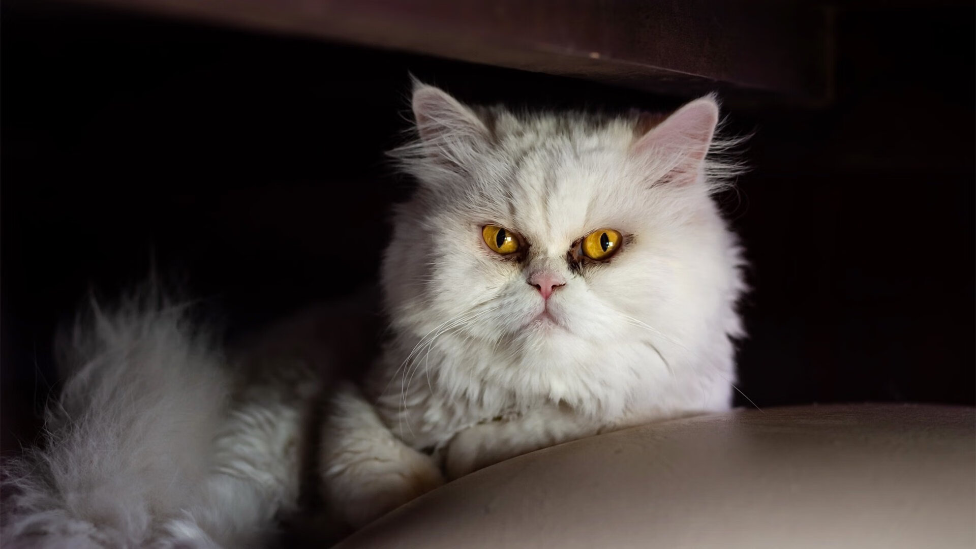 九游网页版官网-“西甲明星连续爆发,联赛精彩逐渐进入高潮”,西甲明星都有哪些