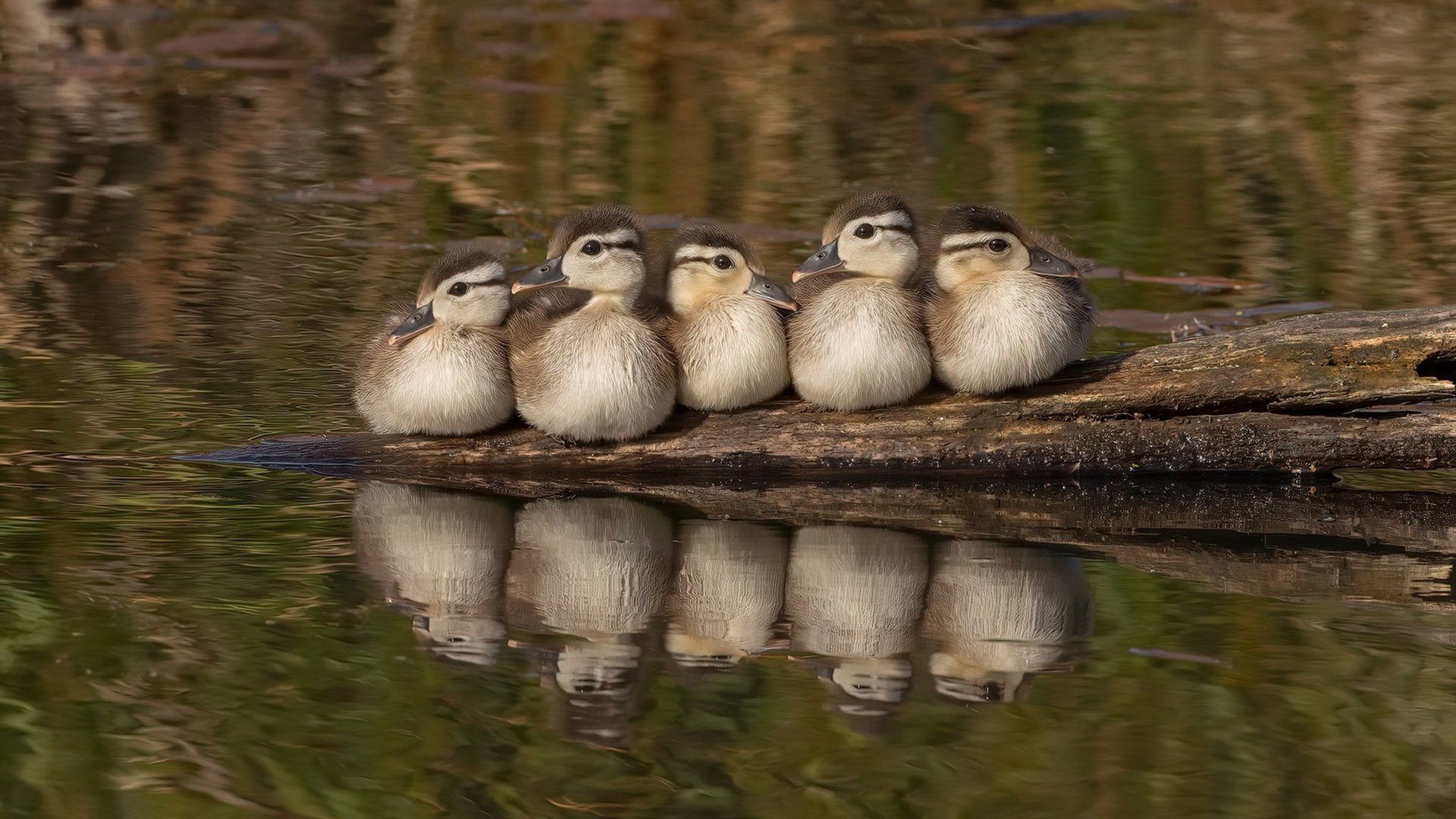 详细阅读:九游网页版官网-《大奖赛即将开启:全明星阵容耀眼登场》,全明星赛奖项 九游网页版官网-《大奖赛即将开启:全明星阵容耀眼登场》,全明星赛奖项