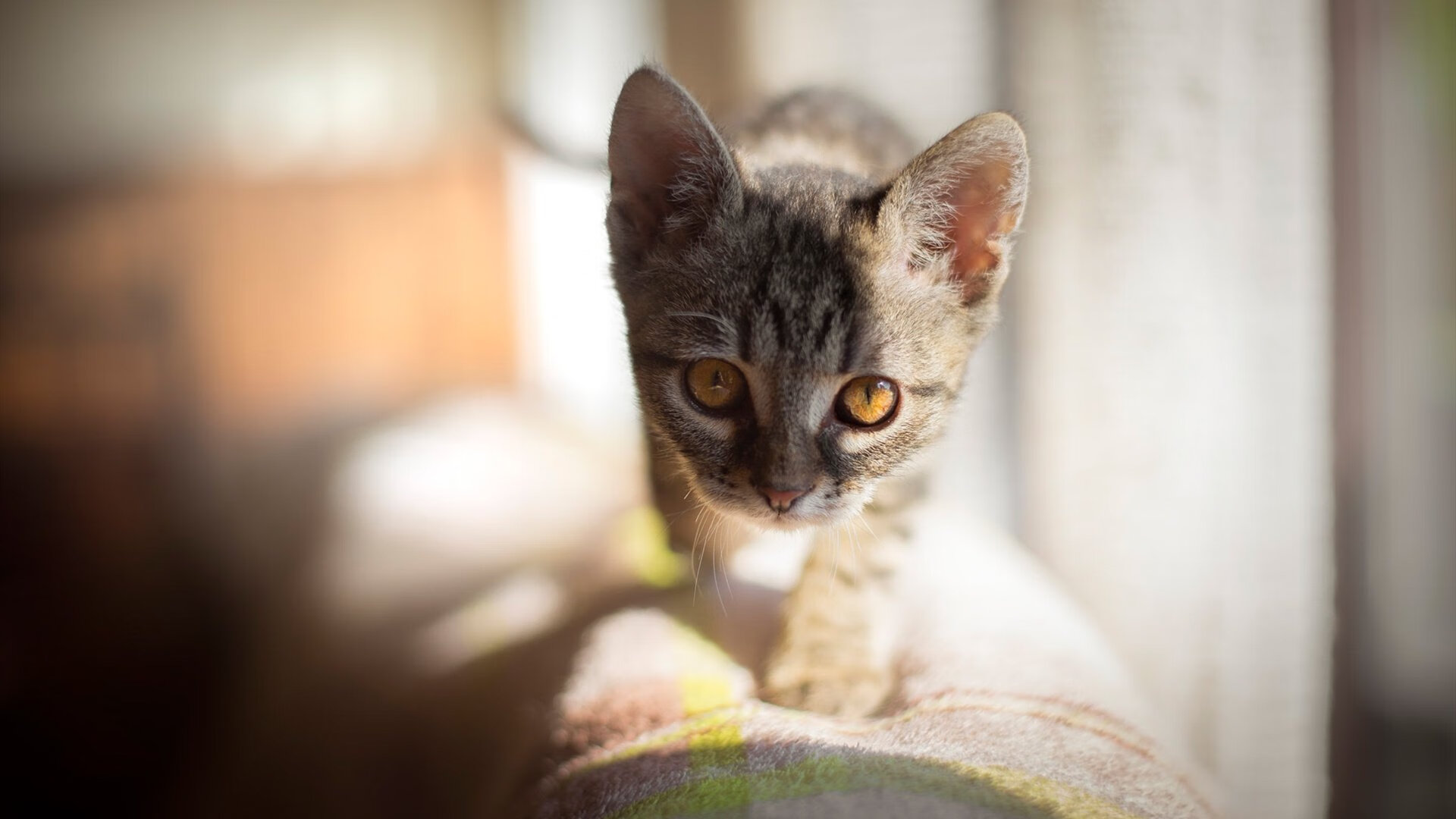 JIUYOU GAMING-中国足球宣传片获国际大奖,国际影响力提升,中国足球宣传片获国际大奖,国际影响力提升了吗