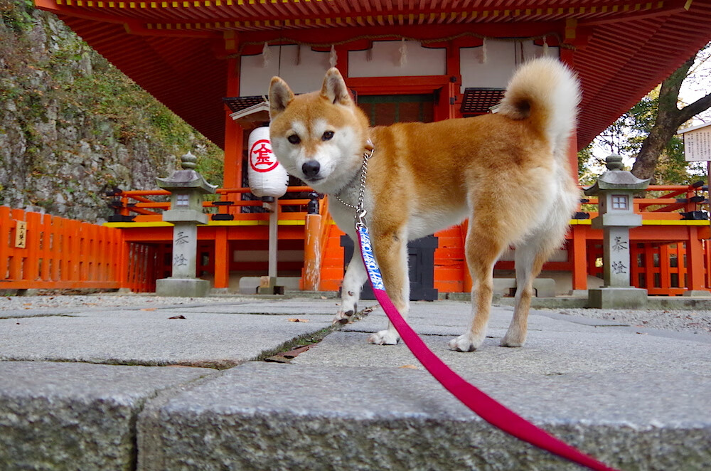 九游网页版官网-全球影响力扩展：NBA在国际市场持续发力，nba全球市场份额