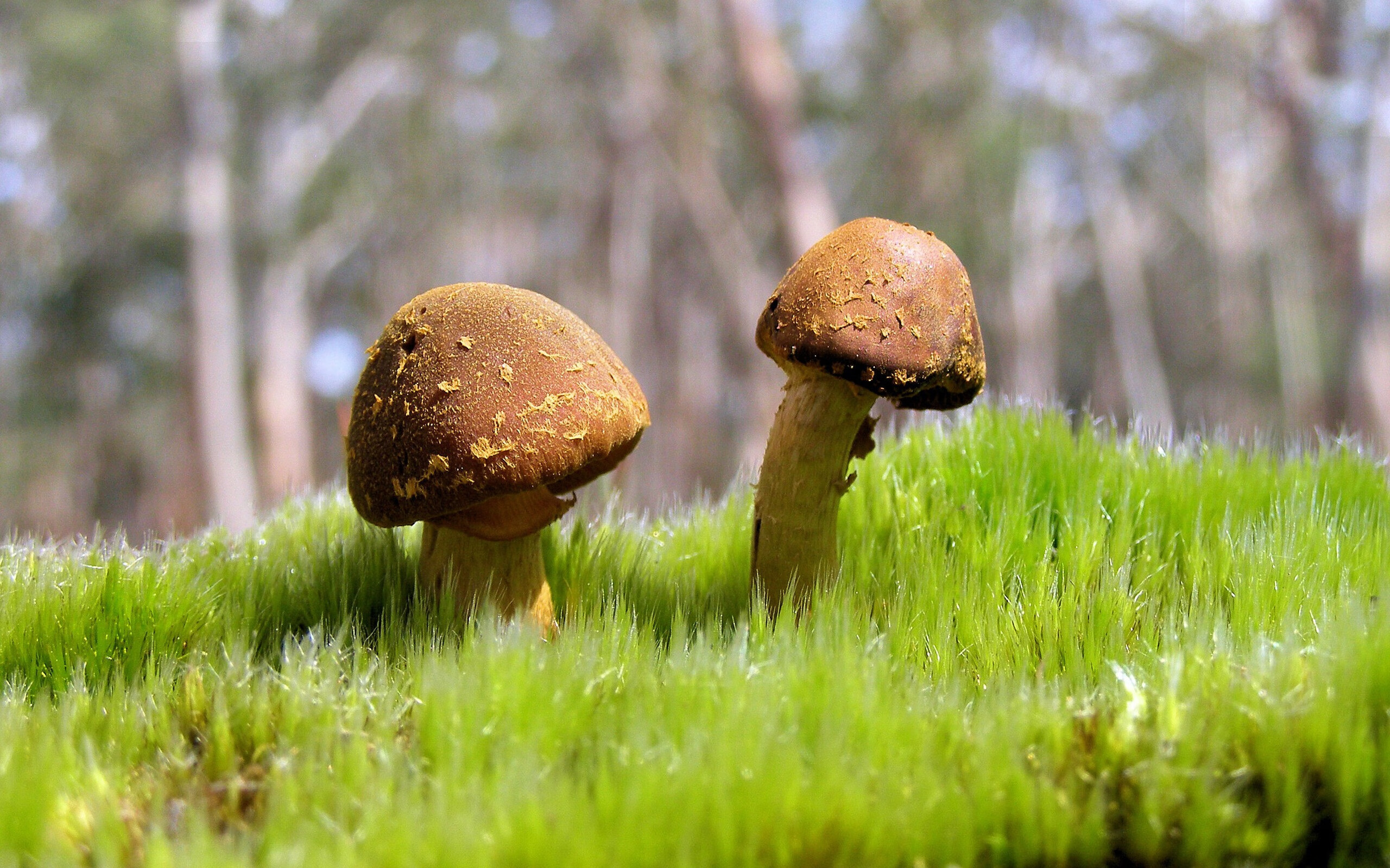 JIUYOU GAMING-日本男足拼搏精神感染全场！，日本男足有多强