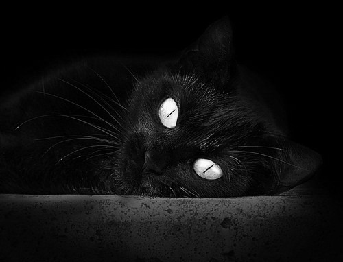 Jiu You-缅甸骑手Phyo Kyaw Myint Than在“Princess’s Cup Thailand 2024”中获得FEI SEA Cup季军，成绩斐然。