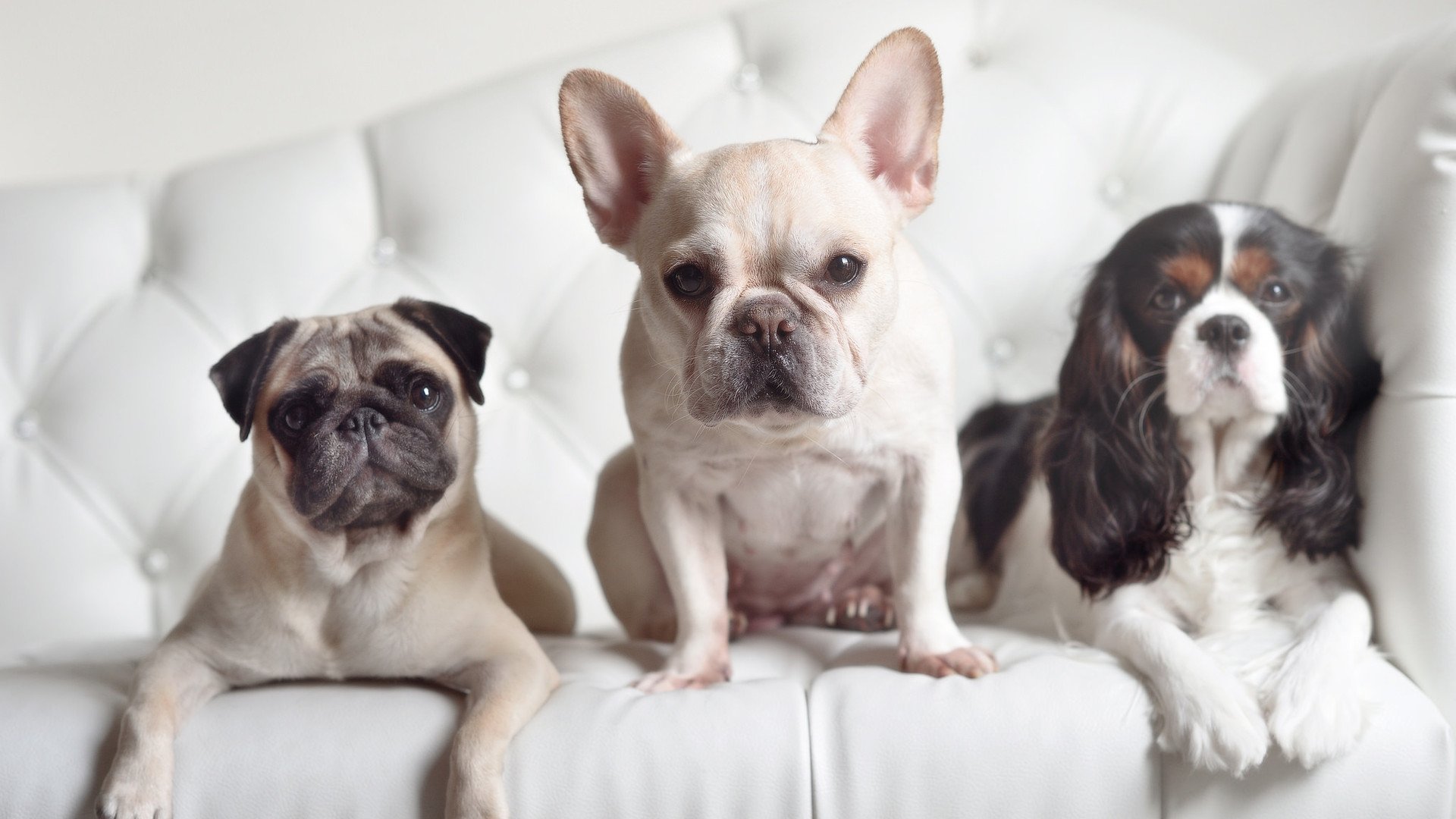 九游网页版官网-保利斯塔球队体能状况良好,保利斯丹