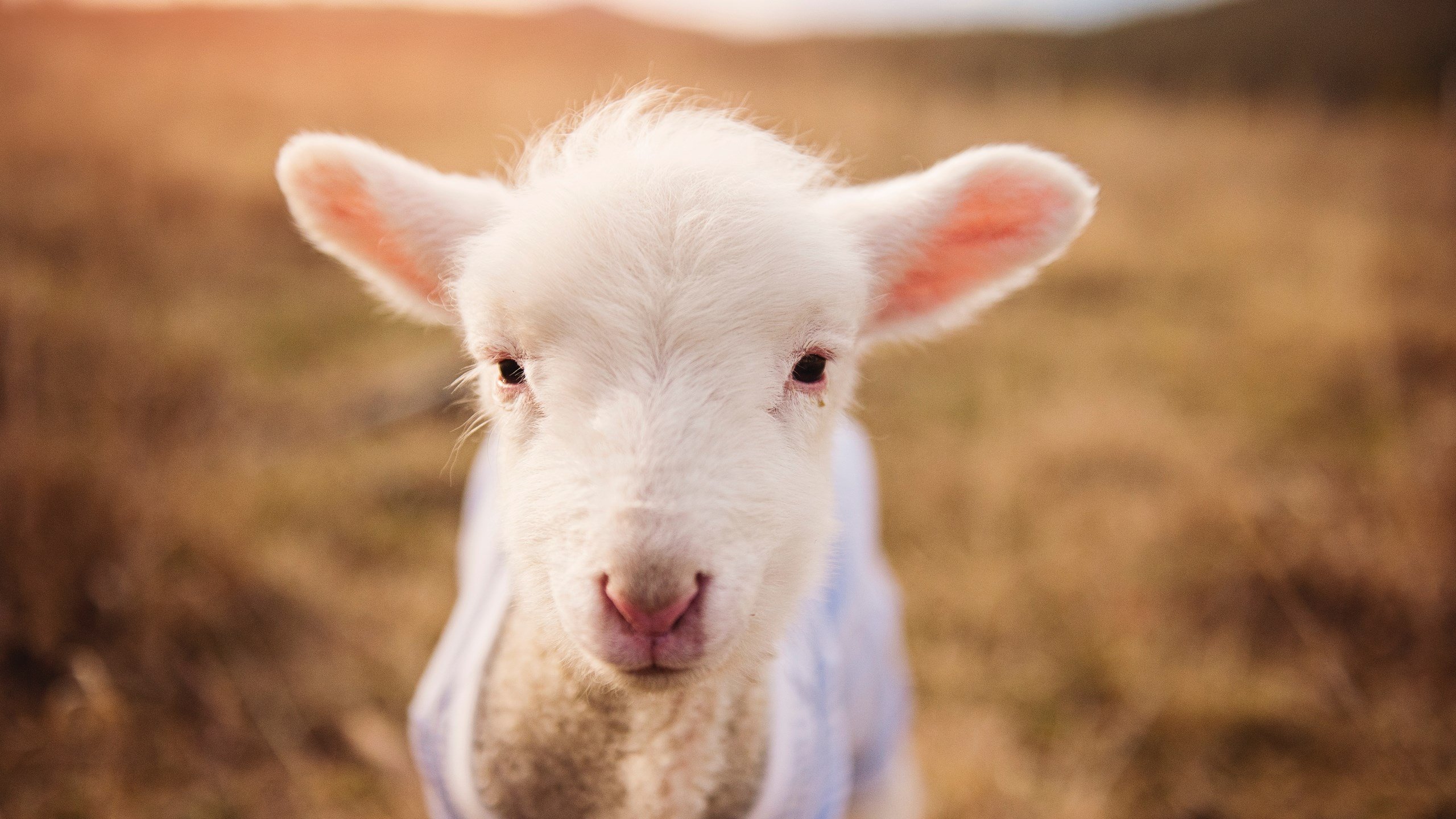 九游下载官网-诺里奇城防守体系严密，黄蜂军团欲冲超，诺里奇足球