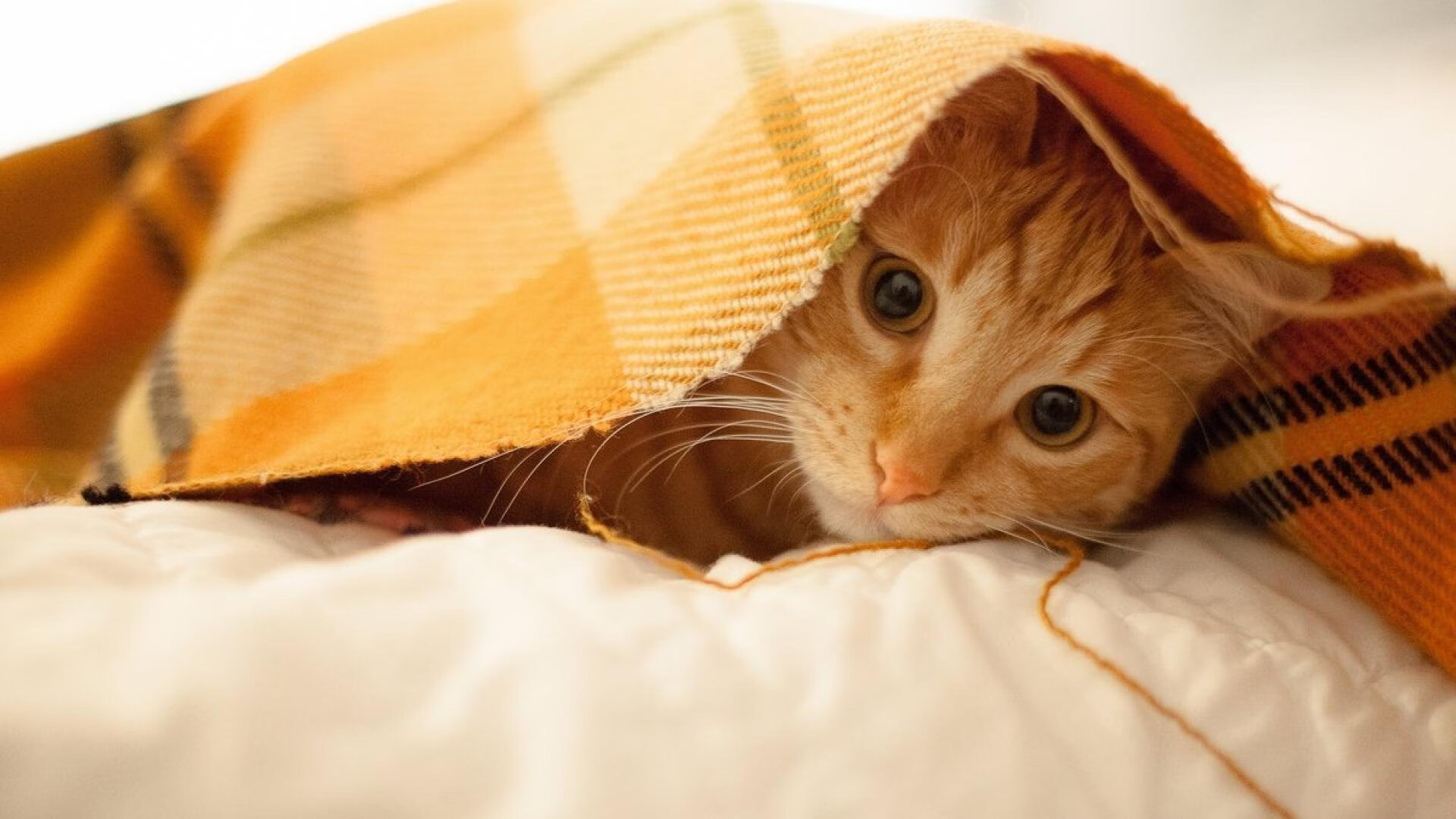 JIU YOU GAME-“32强俱乐部世界杯开幕:全新模式引全球注目”