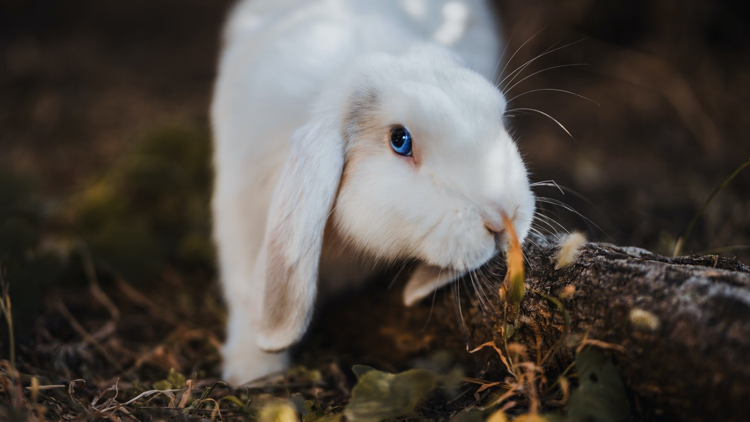 九游游戏中心官网-广东队争取早早锁定季后赛席位，广东队季后赛赛程表
