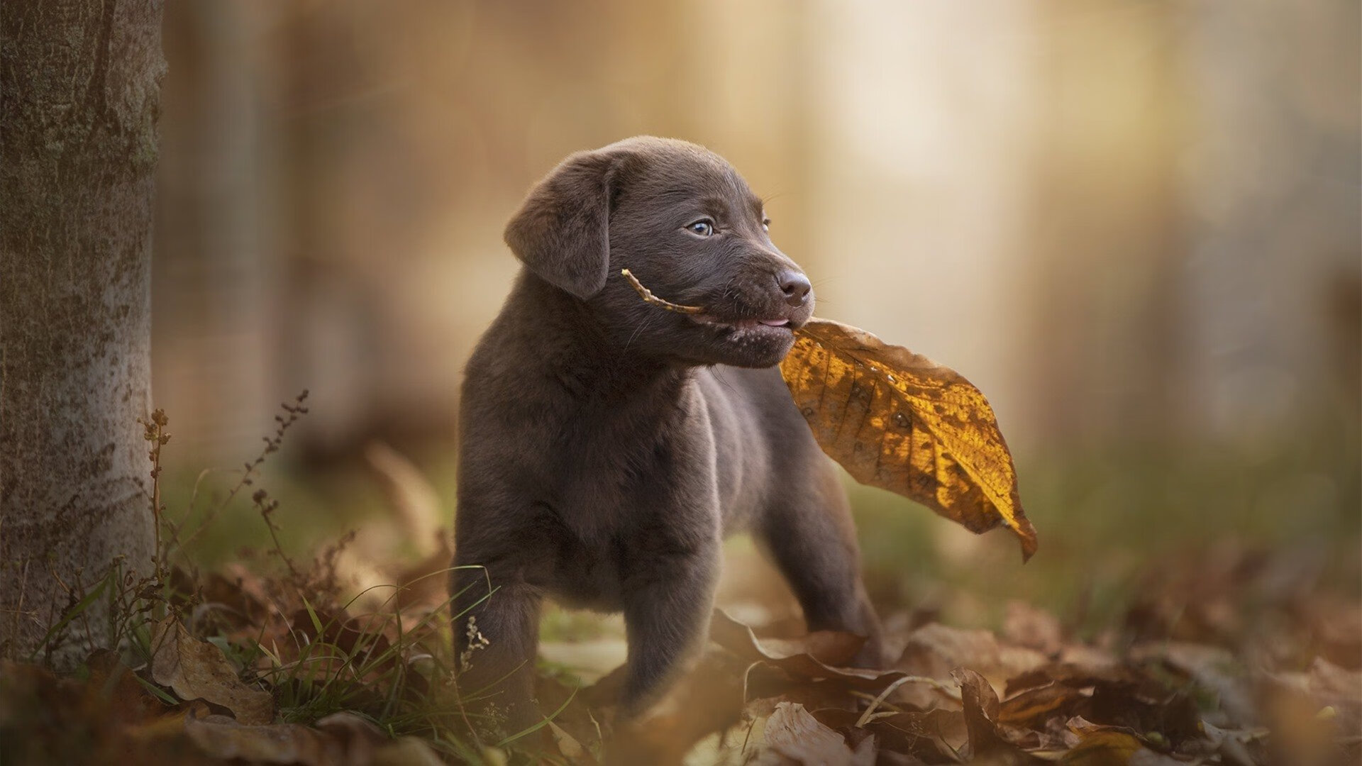 九游网页版官网-比赛转播权纷争升级体育媒体纷纷参与报道,赛事转播权的概念