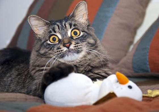 九游app官网下载-塞维利亚战绩稳定,争取欧洲赛场的好名次