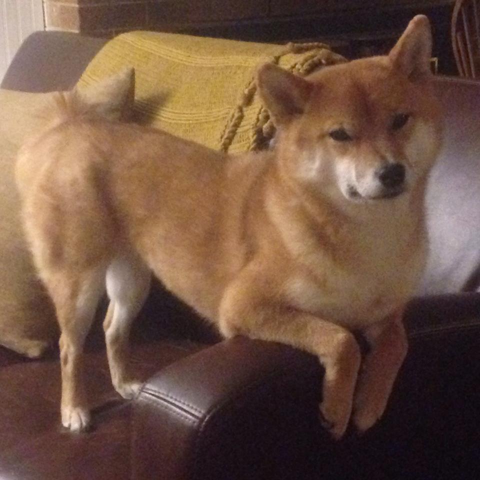 九游登录中心-新西兰全黑队连续称霸，南非春bok队紧追其后，blenheim 新西兰