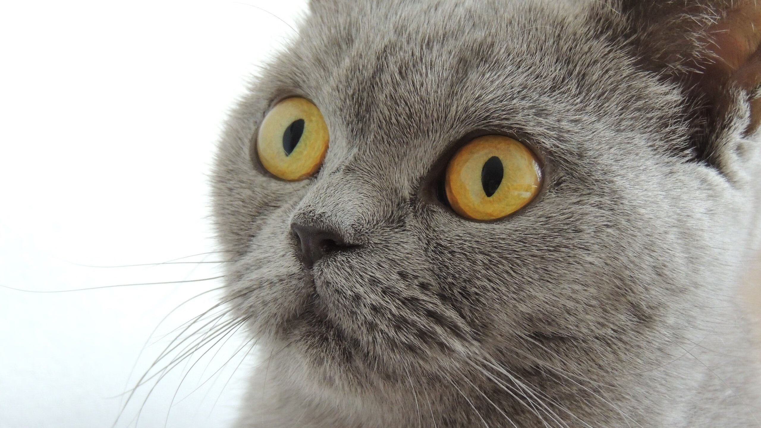 详细阅读:九游下载安装-澳大利亚队赛场表现引爆现场气氛,澳大利亚队的比赛 九游下载安装-澳大利亚队赛场表现引爆现场气氛,澳大利亚队的比赛