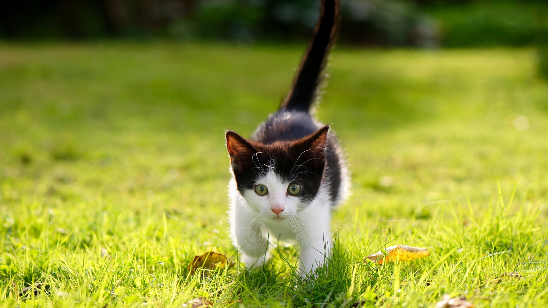 九游娱乐官网 (JIUYOU)-网球大师赛决赛精彩瞬间,网球大师赛决赛精彩瞬间图片