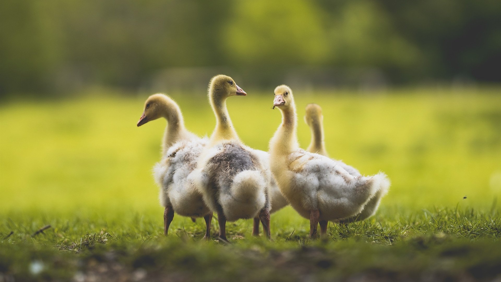 详细阅读:九游APP官网-英超冠军争夺战:悬念持续升温!,英超夺冠规则 九游APP官网-英超冠军争夺战:悬念持续升温!,英超夺冠规则